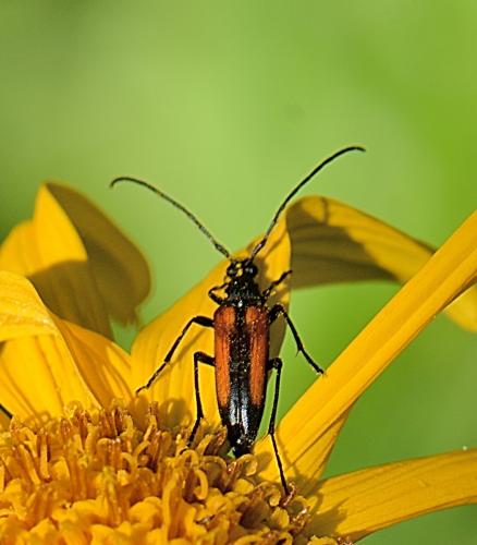 Stenurella melanura
